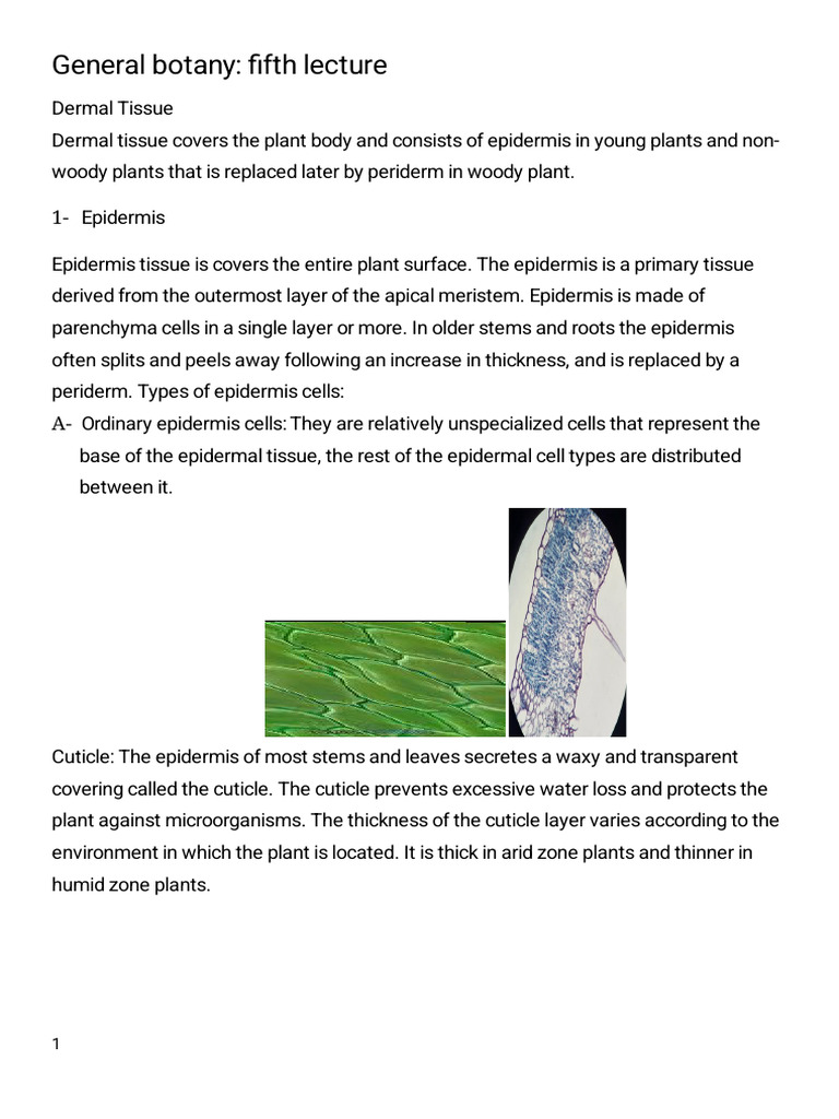 Botani Theory Lecture 5 | PDF | Tissue (Biology) | Plant Stem