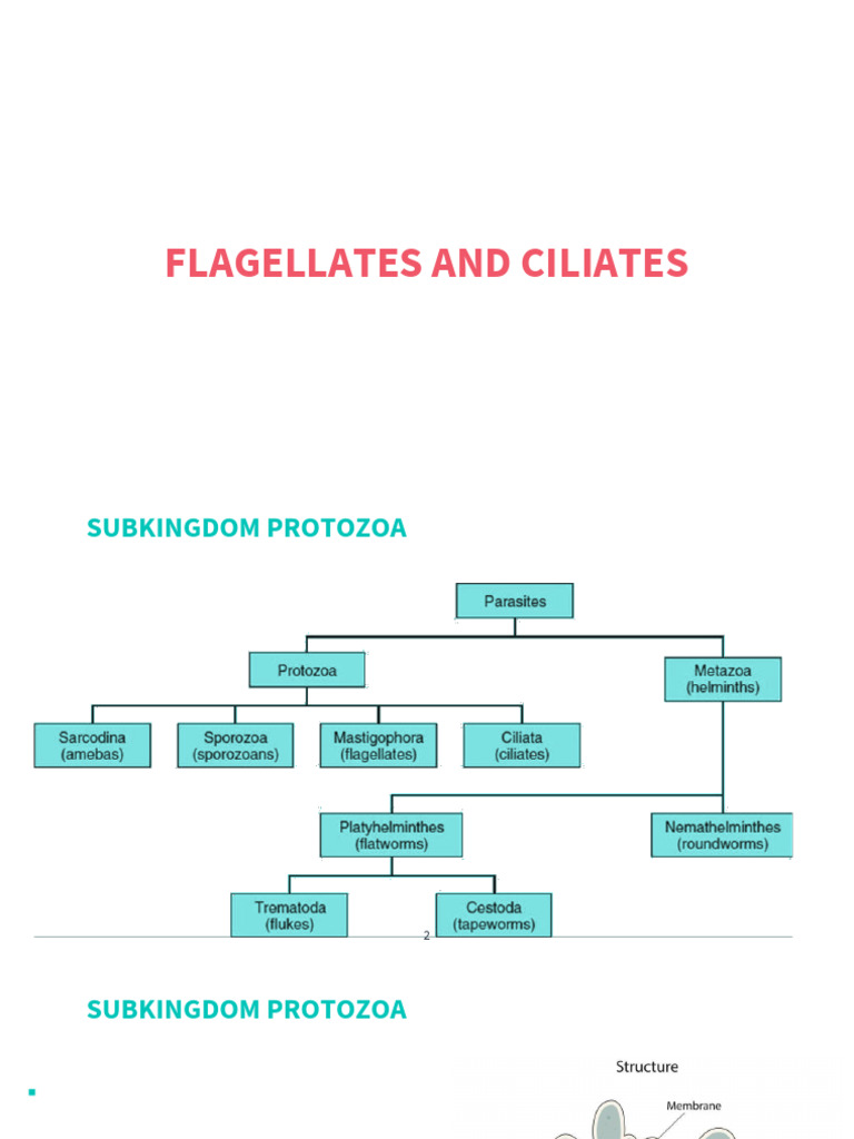 Flagellates and Ciliates | PDF | Protozoa | Microbiology