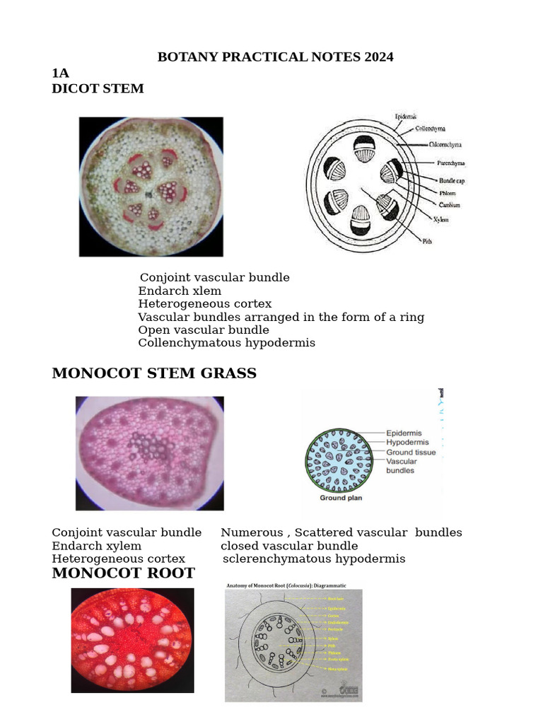 Botany Practical Notesodt | PDF