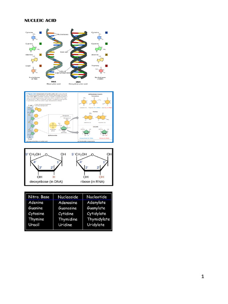 Biology 2 Nucleic Acid and Protein Synthesis | PDF | Dna Replication | Dna