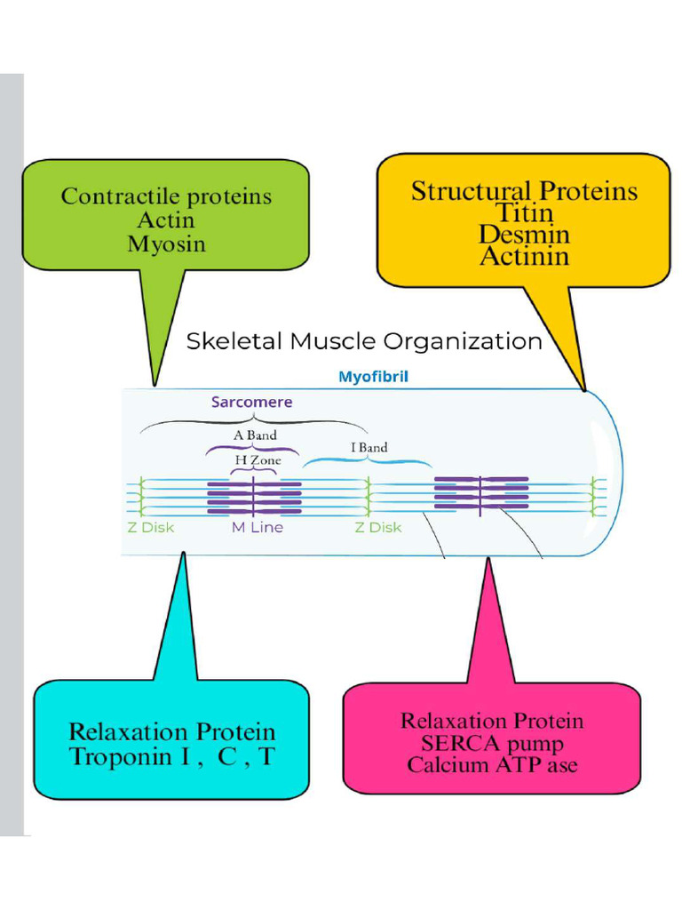 Muscle | PDF