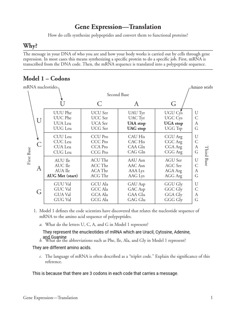 15 Gene Expression Translation S | PDF | Translation (Biology) | Ribosome
