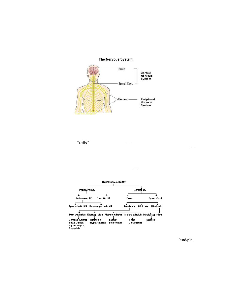Organization of The Nervous System-I | PDF | Cerebrum | Central Nervous ...