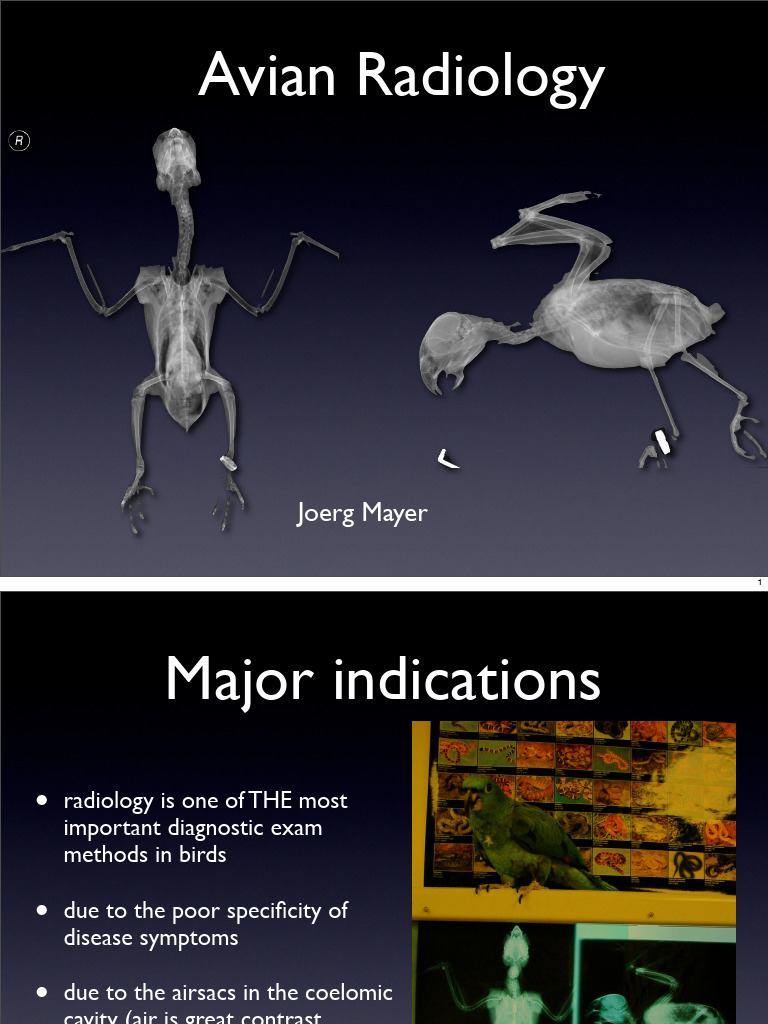 Joerg_avian and Mammals Radiology | PDF | Medical Specialties ...