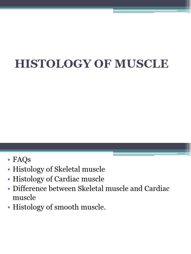 Histology of Muscle SVK PDF | PDF | Skeletal Muscle | Muscle Contraction