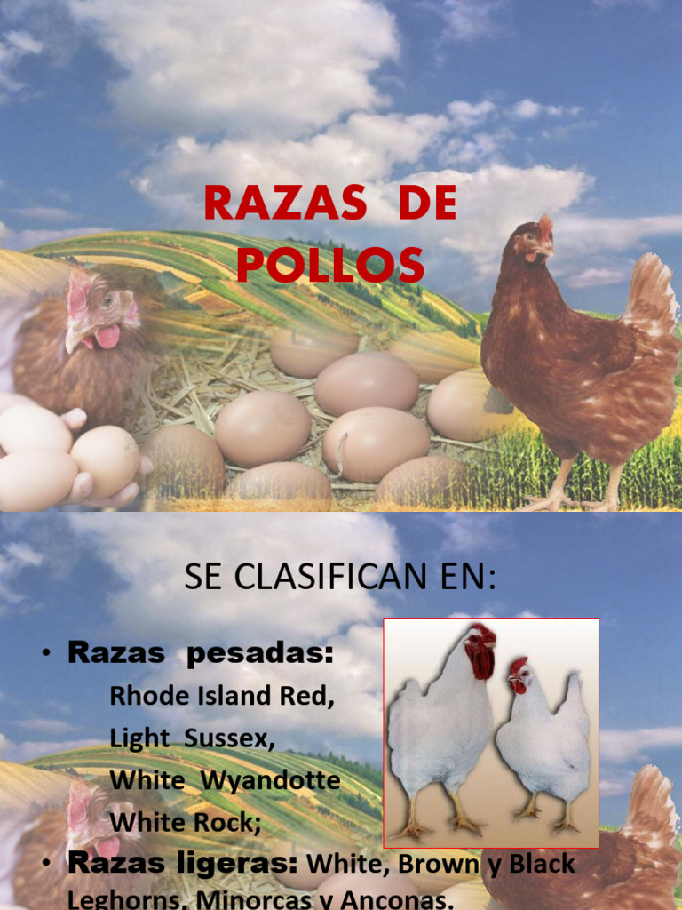 Razas y Lineas de Aves | PDF | Pollo | Aves