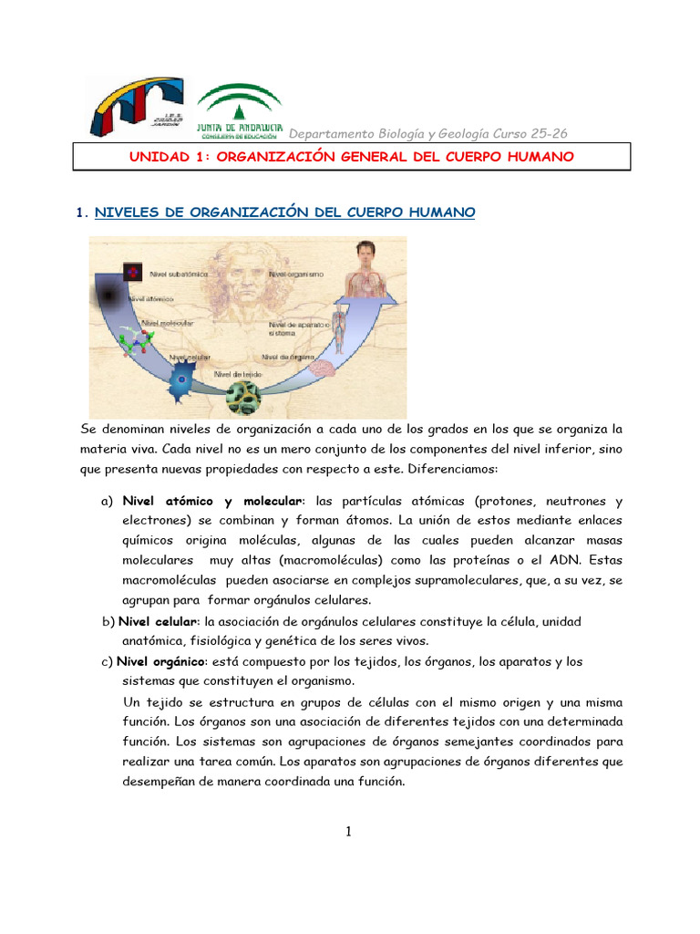 Unidad 1 - Organizacion General Del Cuerpo Humano | PDF | Músculo | Hueso