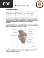 Significado y Patología de la Fabela | PDF | Rodilla | Medicina