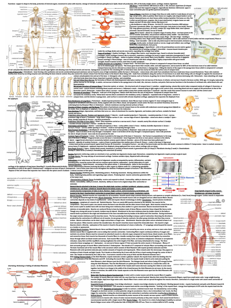 Anatomy and Physiology Cheat Sheet | PDF | Bone | Skeletal Muscle