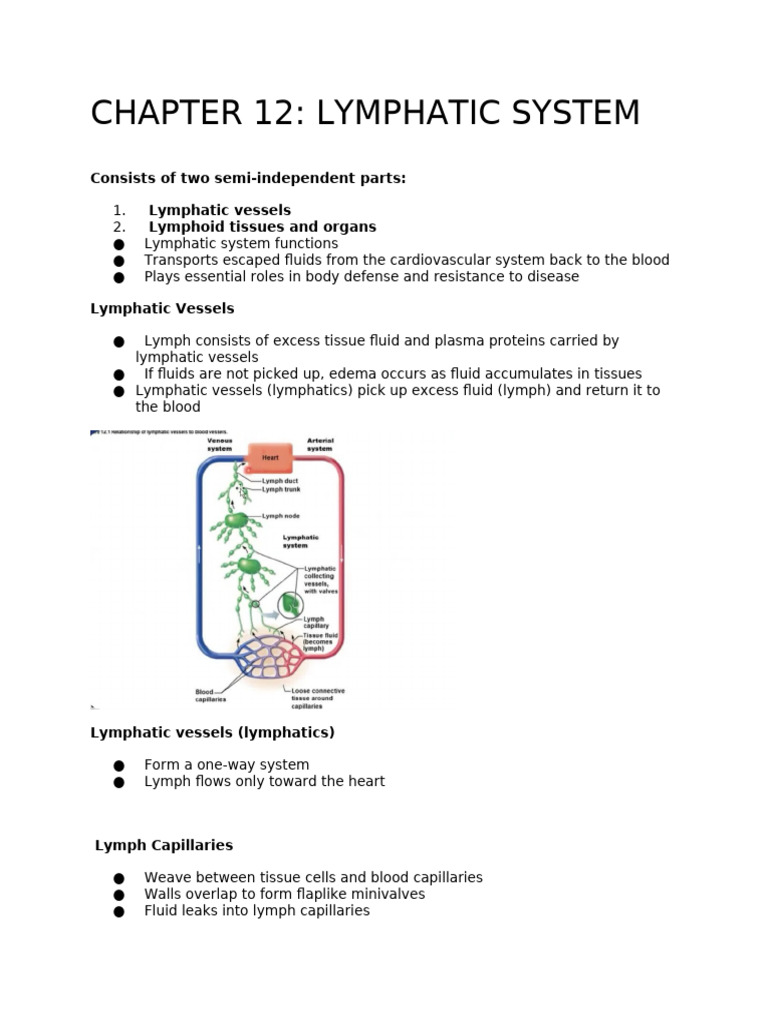 Chapter 12 Lymphatic System | PDF | Lymph | Lymphatic System