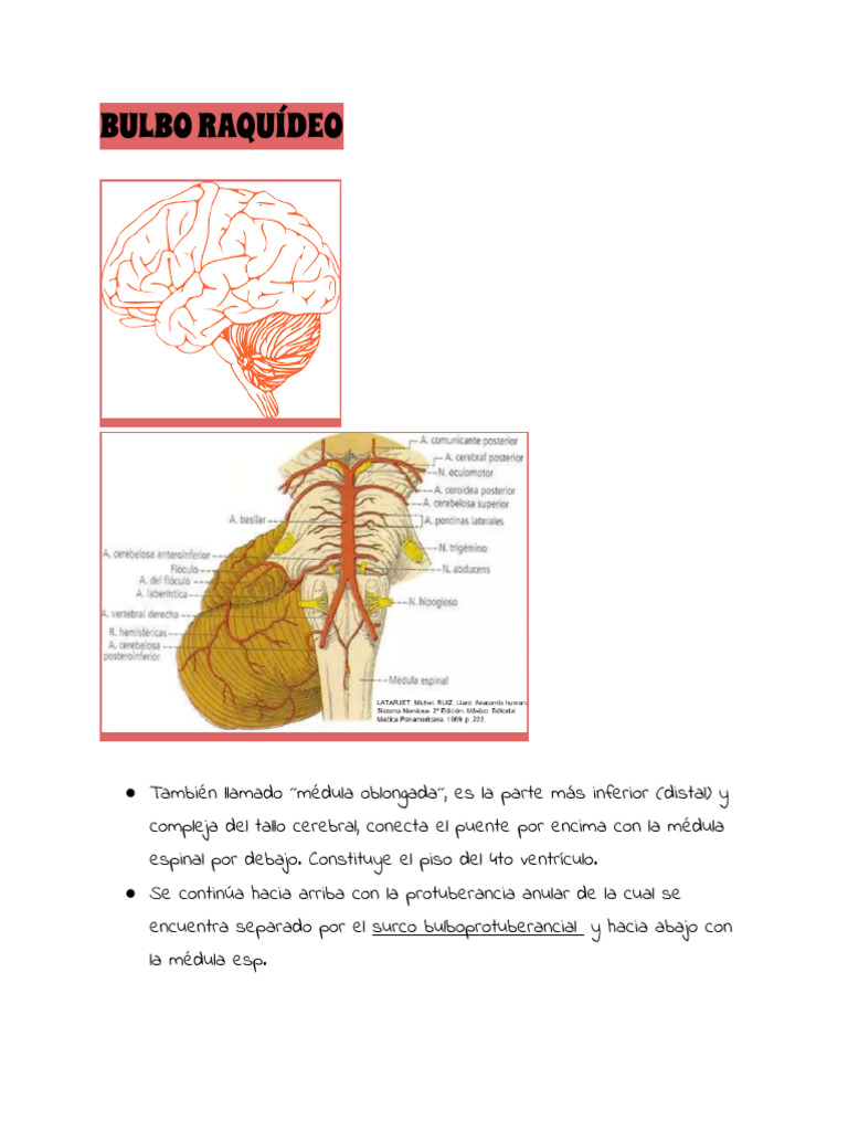 BULBO RAQUÍDEO | PDF | Tronco encefálico | Neuroanatomía