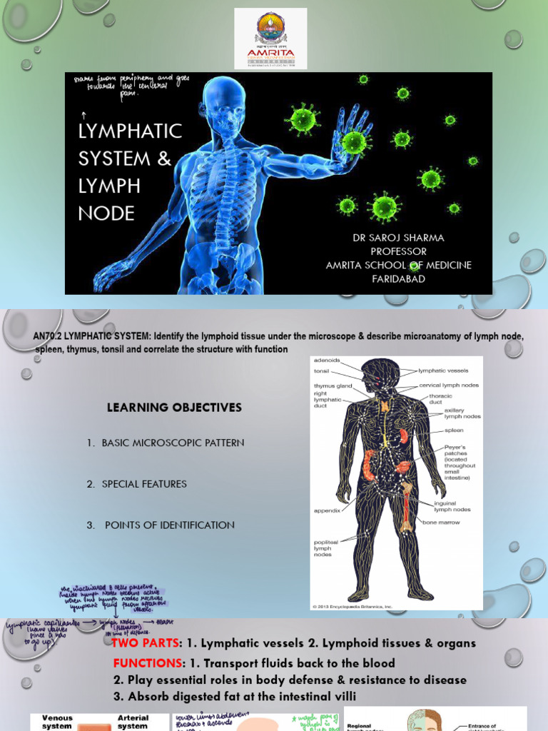 L10 Lymphatic System | PDF | Lymph Node | Lymphatic System