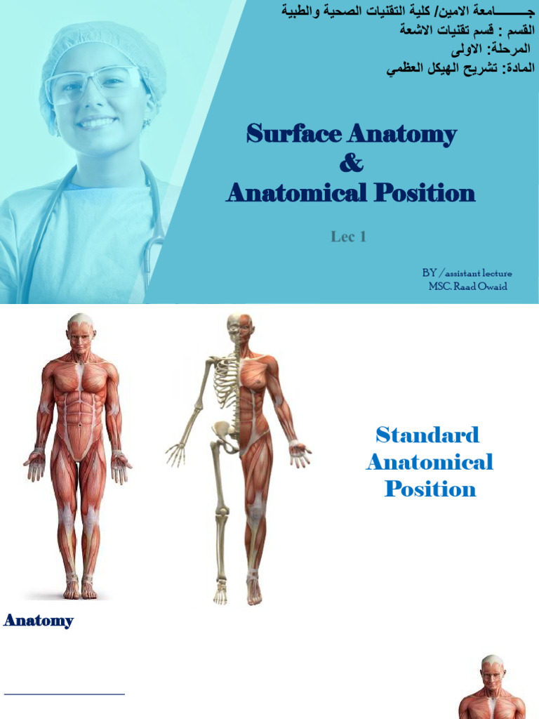 Anatomy of Skeleton Lec1 | PDF | Anatomical Terms Of Location | Abdomen