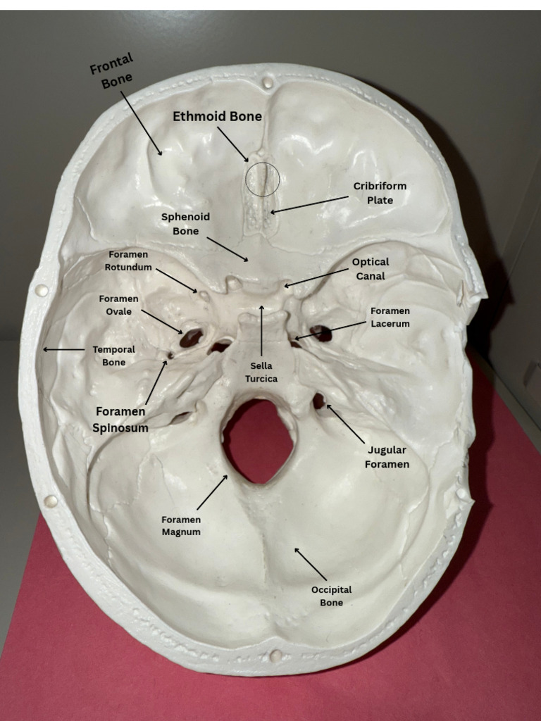 Skull Interior (Labeled) | PDF
