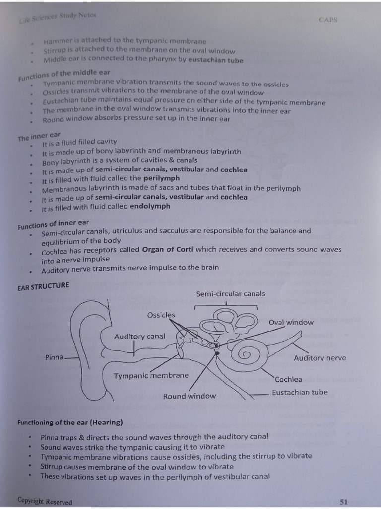 The Ear | PDF