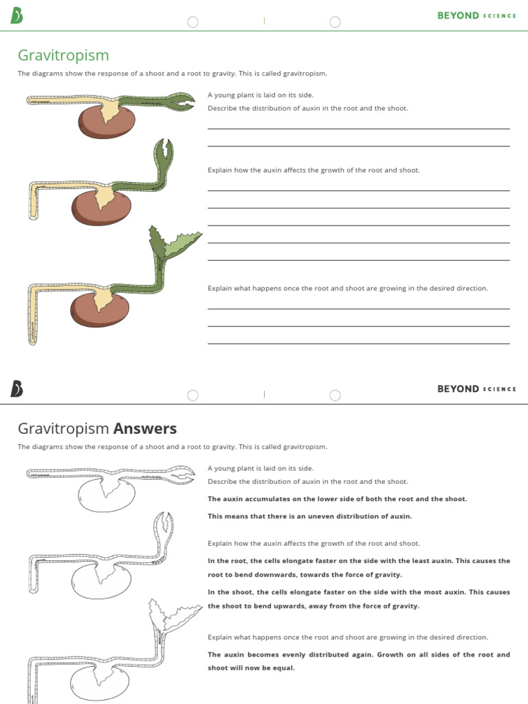 Gravitropism Worksheet With Answers | PDF