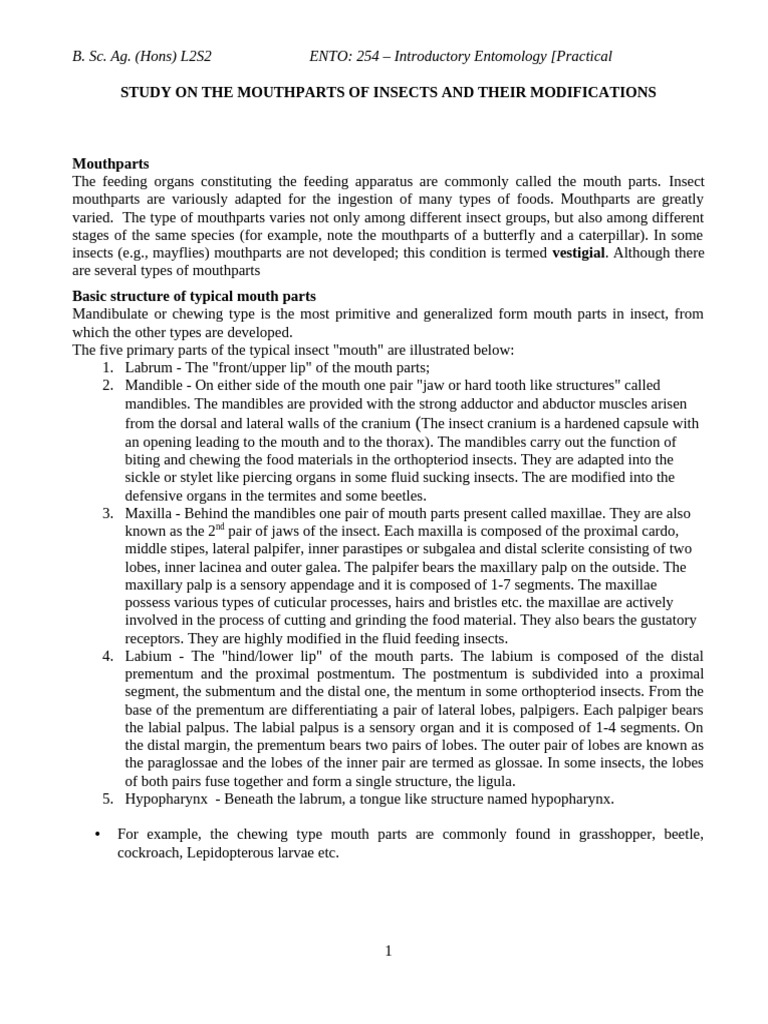 L2S2 Prac Mouthparts of Insects New | PDF | Arthropods | Hexapoda