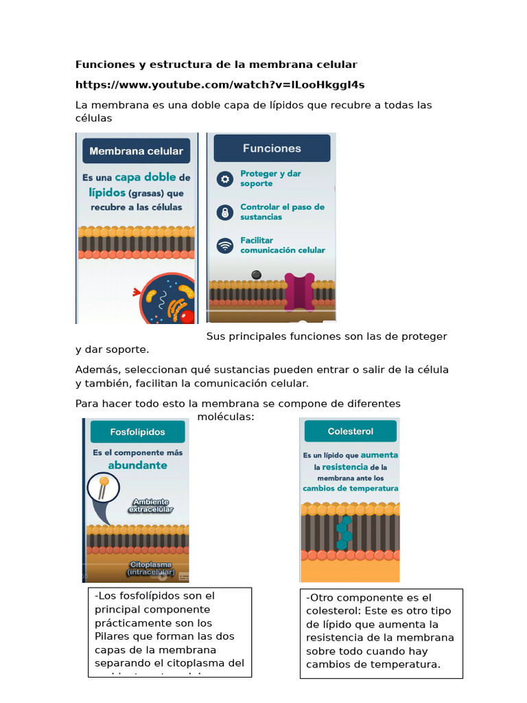 Funciones y Estructura de La Membrana Celular | PDF | Membrana celular ...