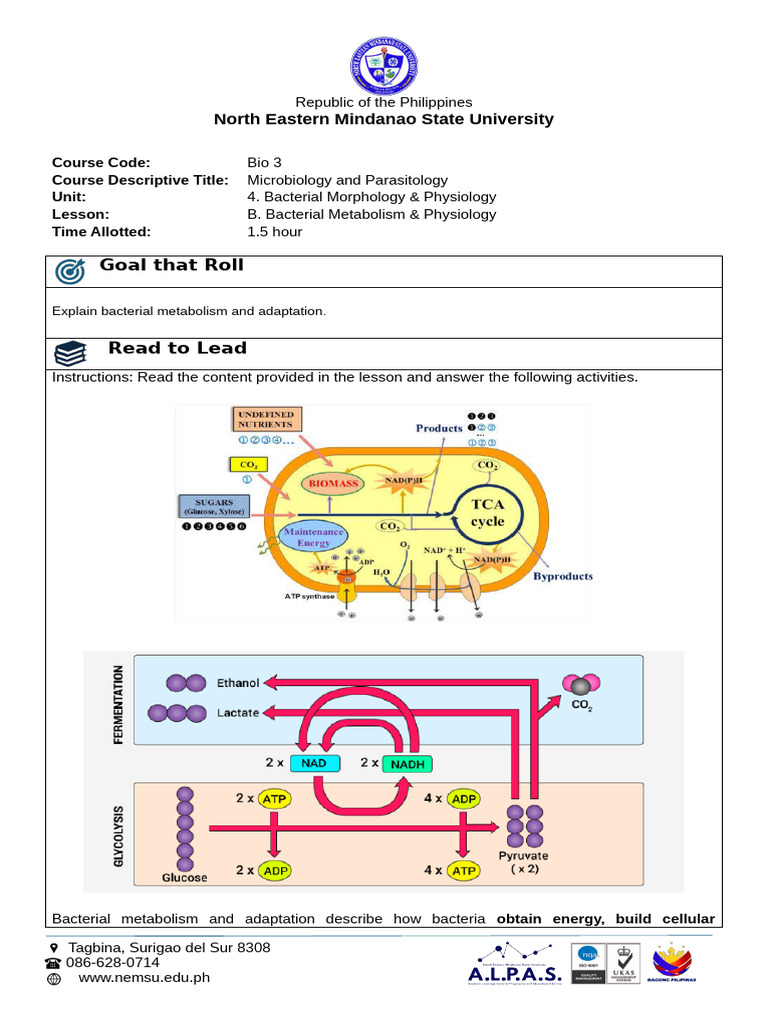 U4LB - Bacterial Metabolism & Physiology | PDF | Metabolism | Bacteria