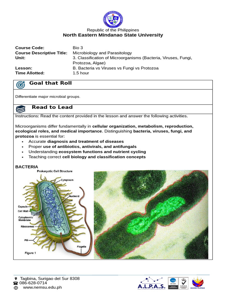 U3LB - Bacteria Vs Viruses Vs Fungi Vs Protozoa | PDF | Cell (Biology ...