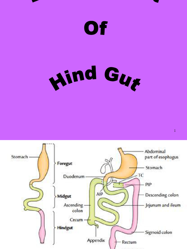 Development Hind Gut Mdy - 0 | PDF | Gastrointestinal Tract | Large ...