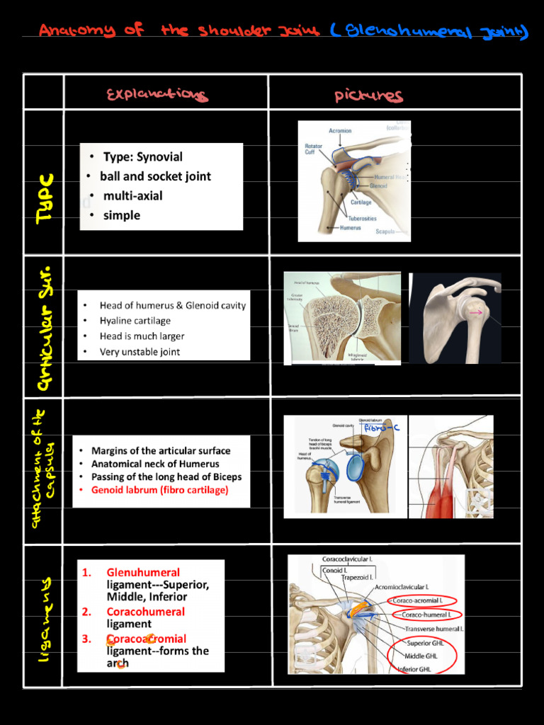 Shoulder | PDF