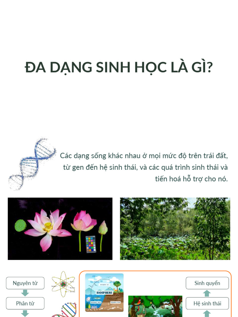 DDSH | PDF