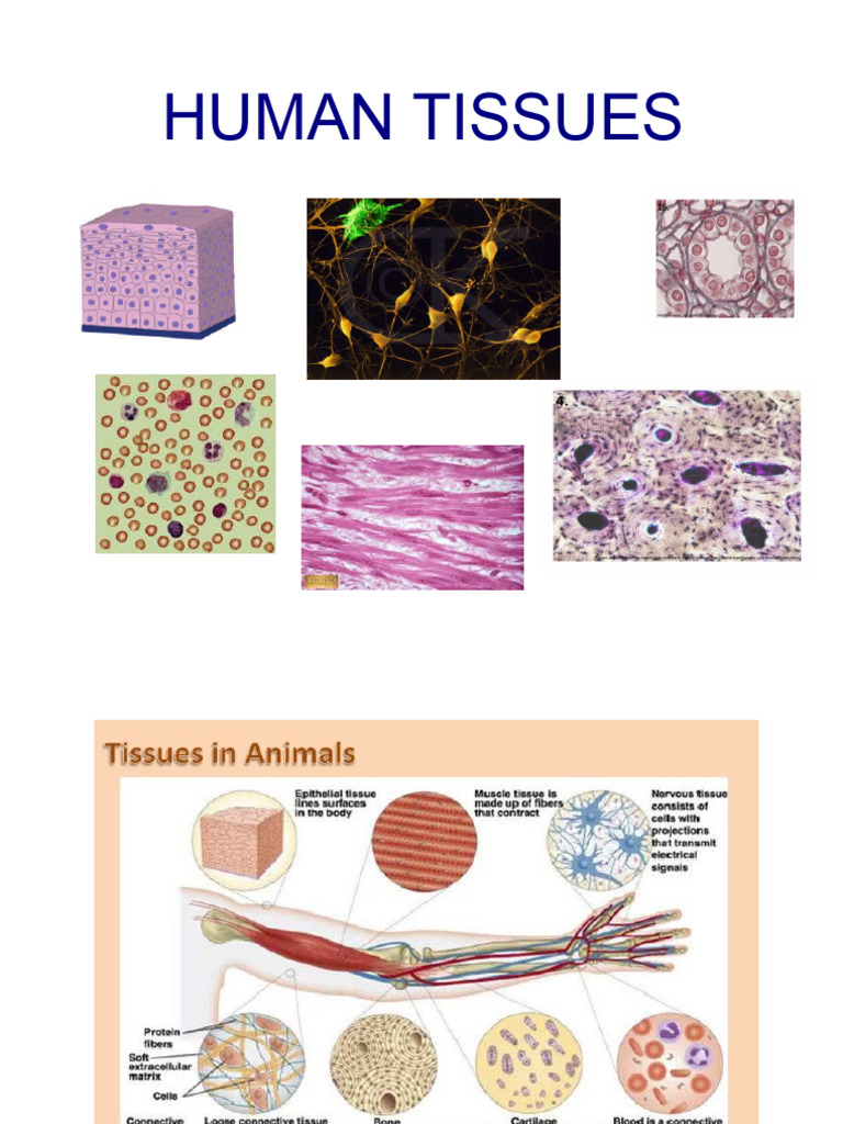 Human Tissues | PDF