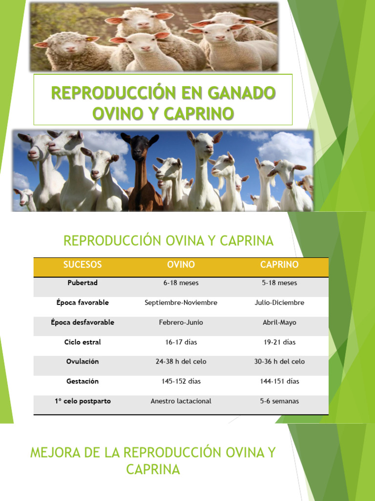Reproducción en Ganado Ovino y Caprino | PDF | Oveja | Reproducción humana