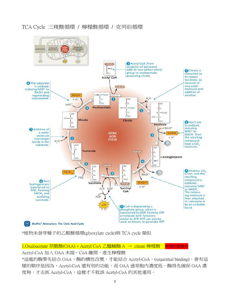TCA Cycle | PDF