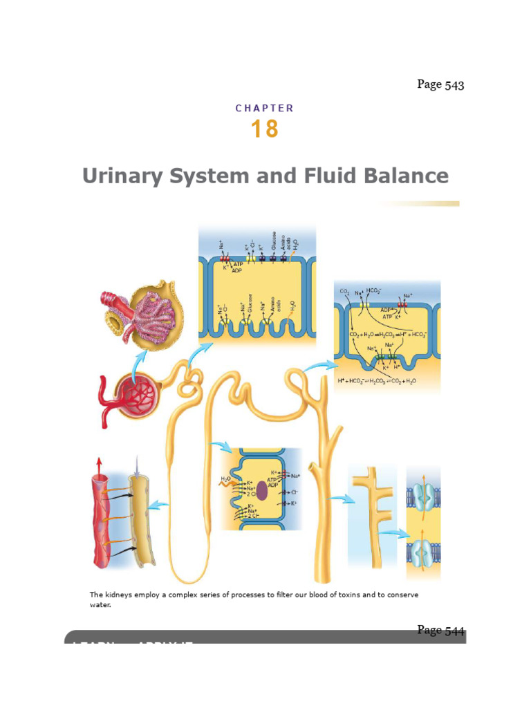 Urinary System | PDF | Kidney | Urinary System