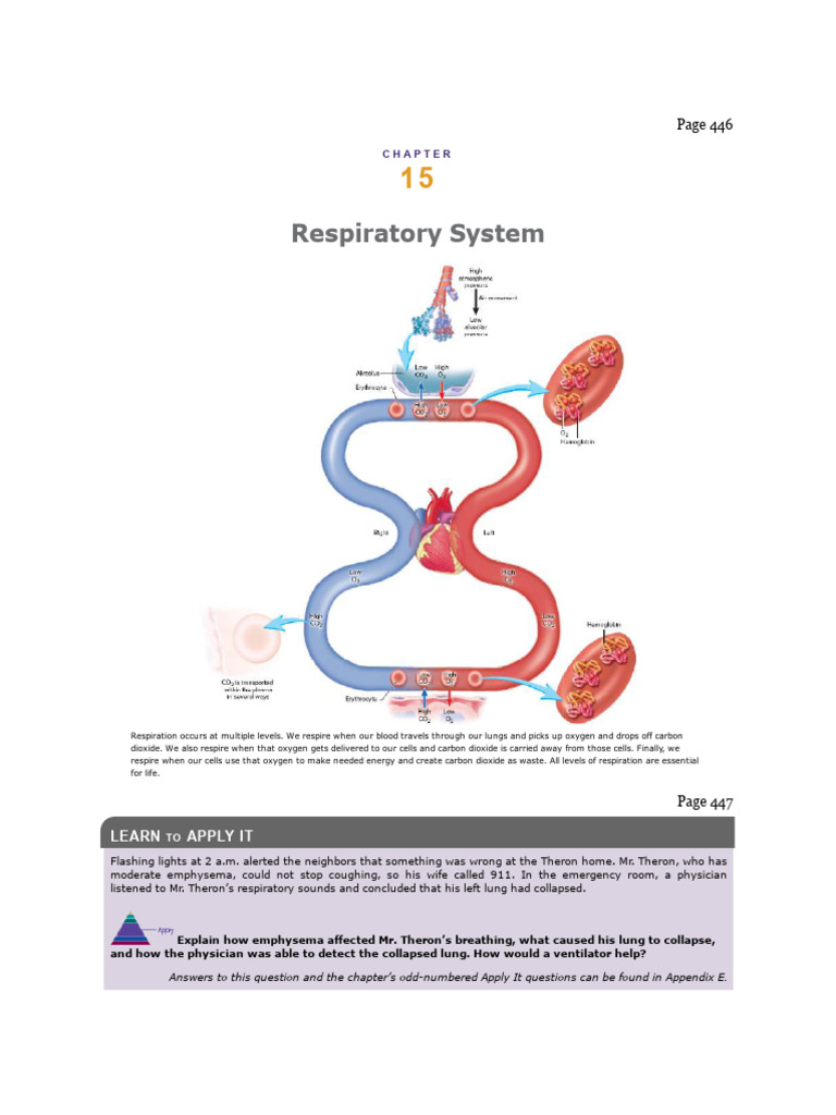 Respiratory System PDF | PDF | Lung | Respiratory Tract