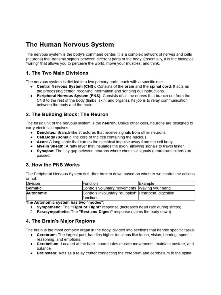 Human Nervous System.pdf | PDF | Nervous System | Neuron