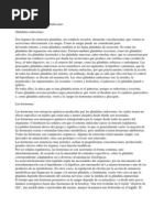 Apuntes Sistema Endocrino