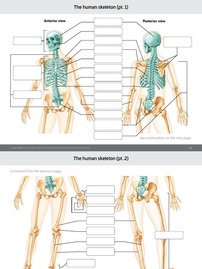 Week 1 - Axial Skeleton Worksheet | PDF | Vertebra | Skull
