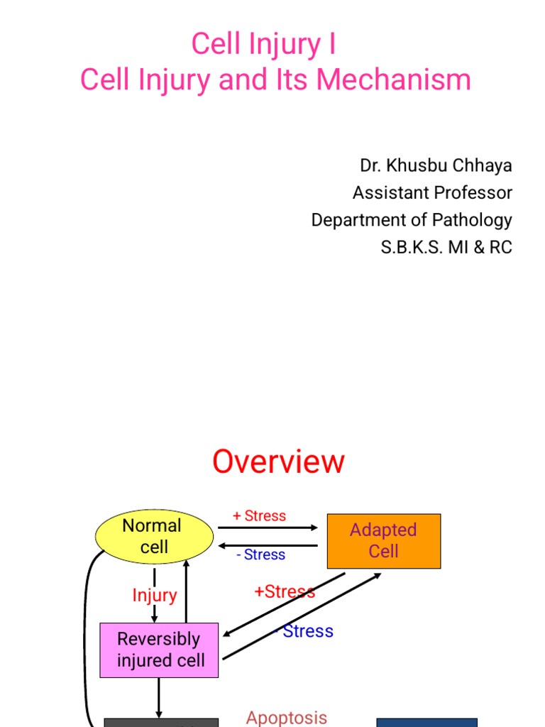 03.1 Cell Injury I - Final | PDF | Mitochondrion | Metabolism