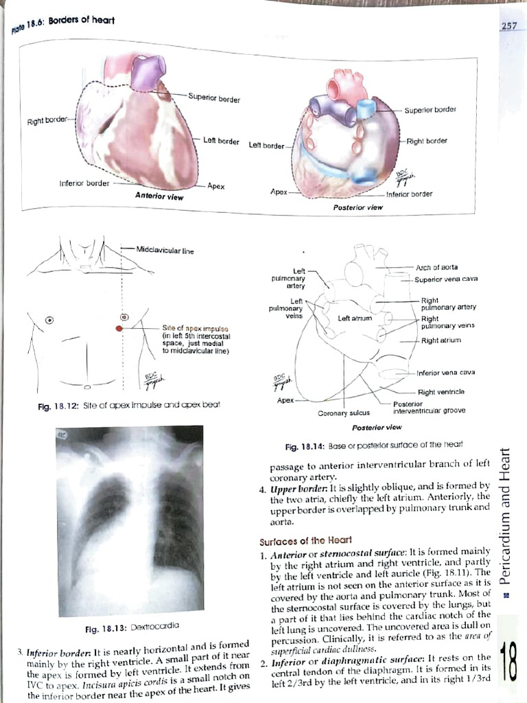 Heart | PDF