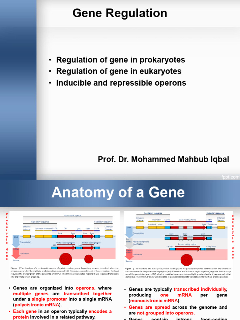 Gene Regulation | PDF | Operon | Repressor