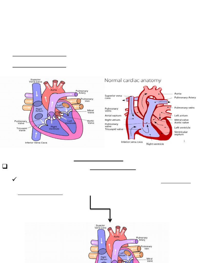 2016.2 BP, HS, Ecg | PDF | Heart Valve | Diastole