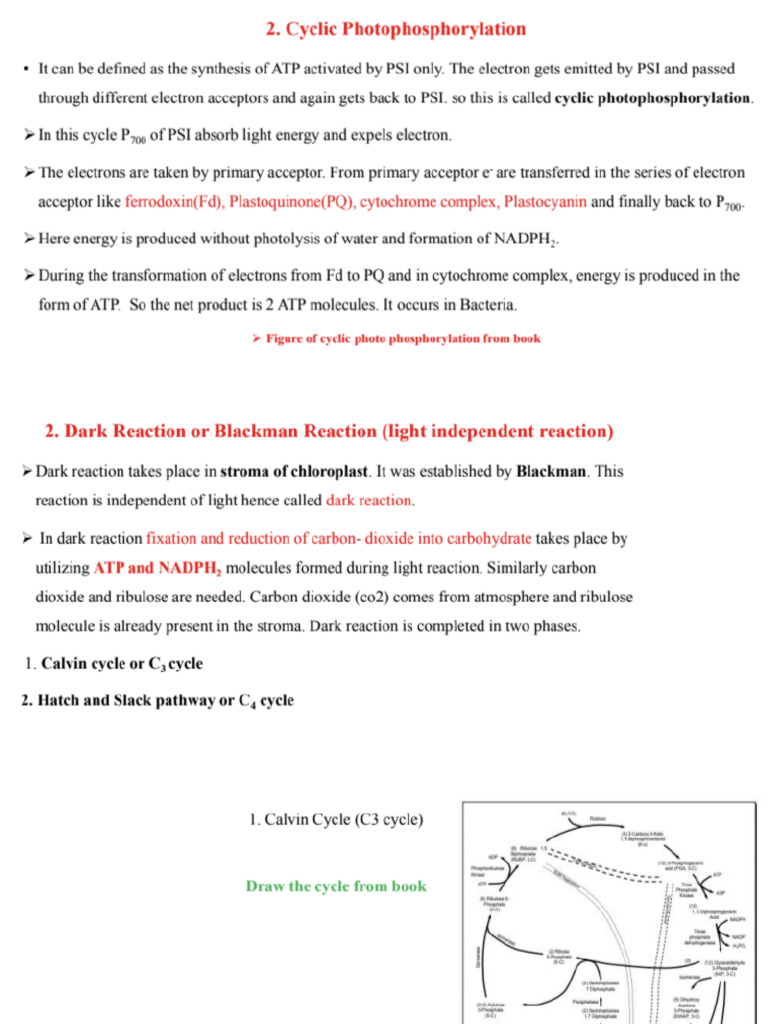 Photosynthesis 2 | PDF