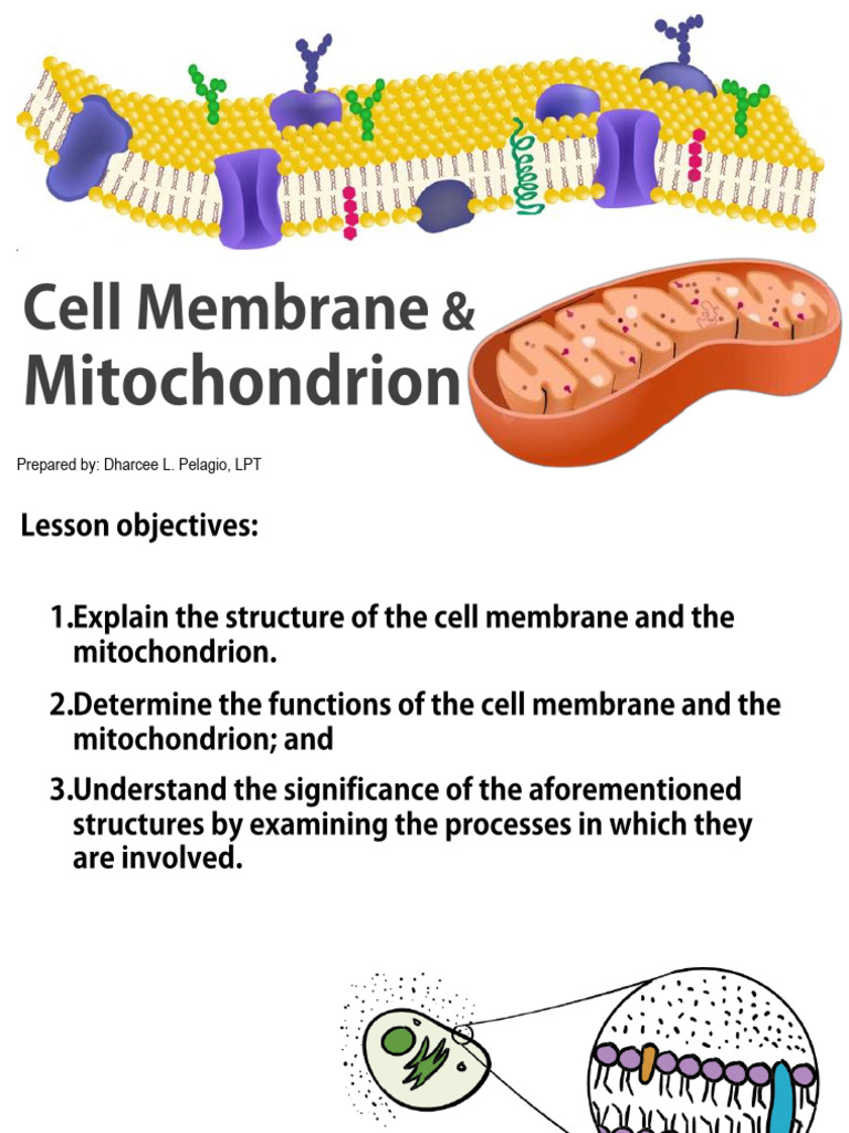 Topic 3 Cell Membrane and Mitochondria | PDF