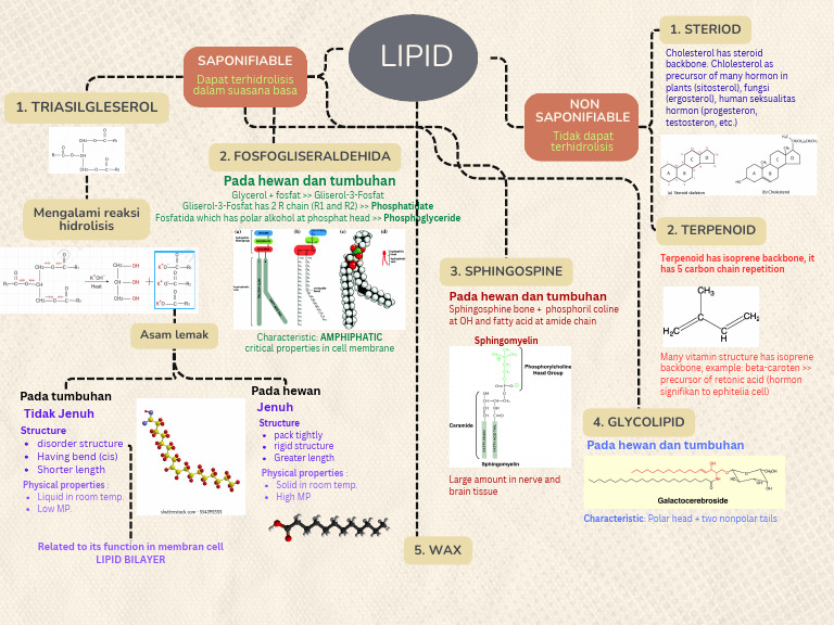 Lipid Structure | PDF | Lipid | Natural Products