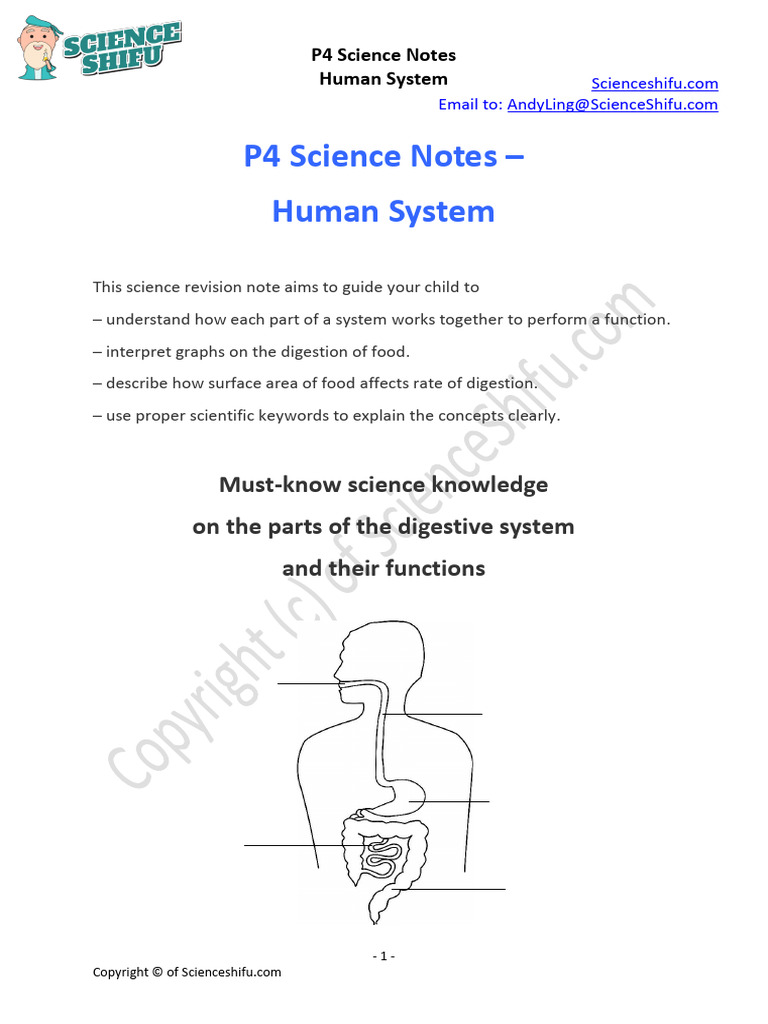 Primary 4 Science Notes - Human Systems Topic | PDF | Digestion | Human ...