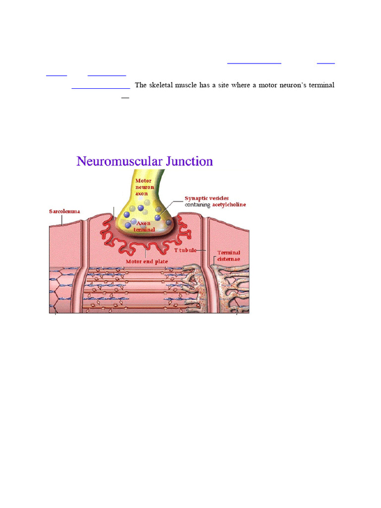 The Neuromuscular Junction | PDF | Neuromuscular Junction | Chemical ...
