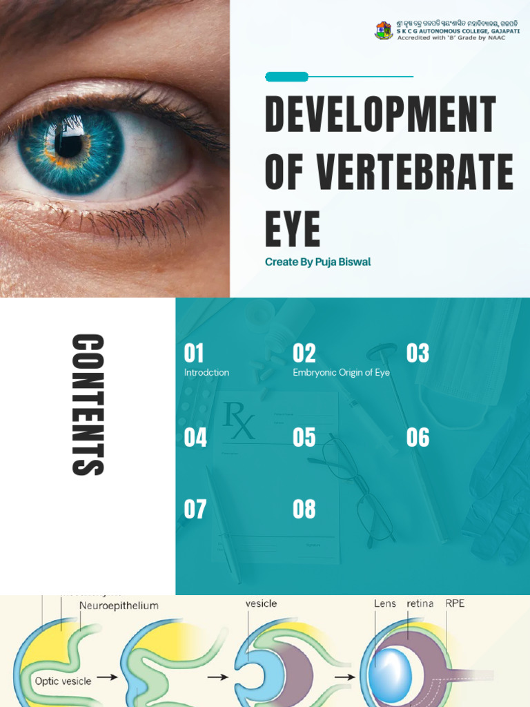 Development of Vertebrate Eye | PDF