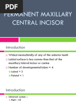 Maxillary Central Incisor Carving Guide | PDF | Tooth | Mouth