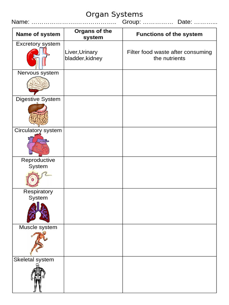 Organ Systems | PDF