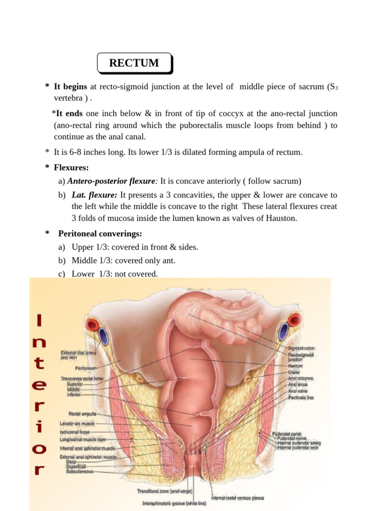 Anatomy Rectum | PDF | Rectum | Prostate