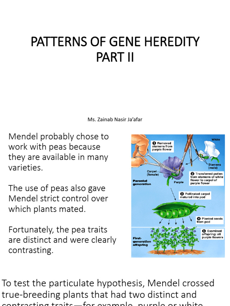 Lecture 8.2 - Patterns of Gene Inheritance II | PDF | Genetic Disorder ...