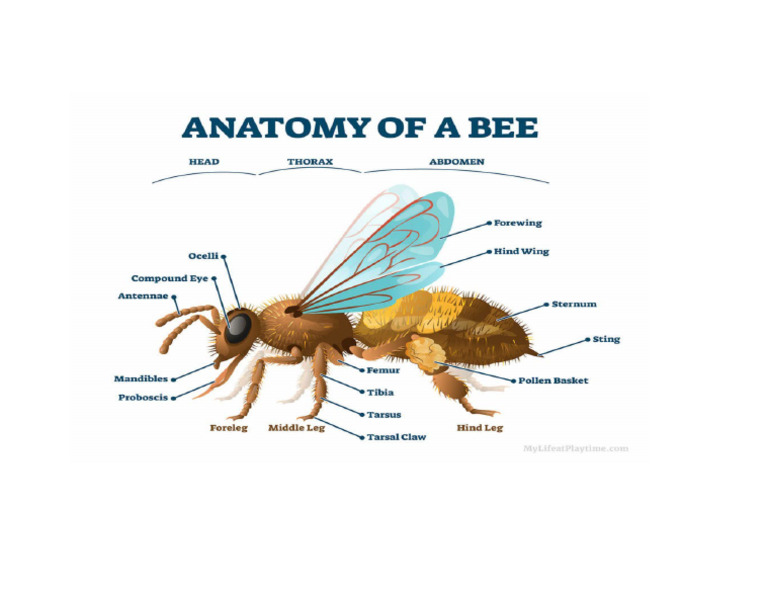 Anatomy of A Bee | PDF